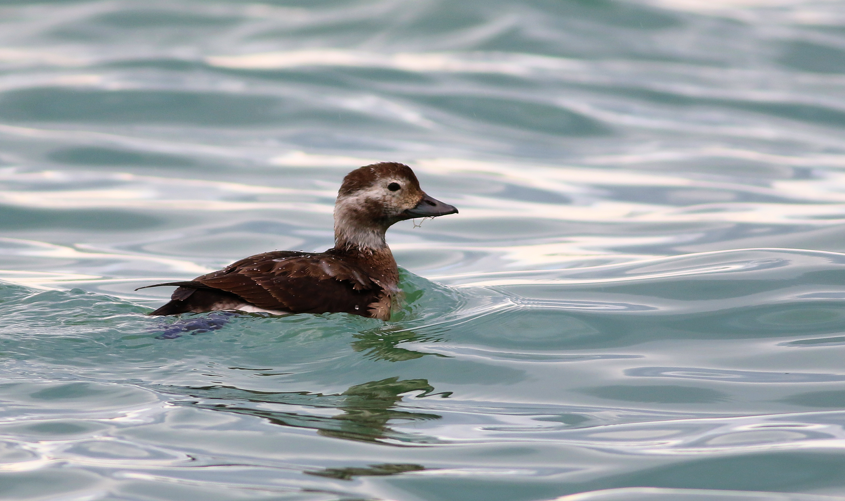 Long-tailed Duck